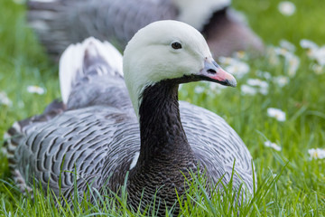 Magellan Goose portrait