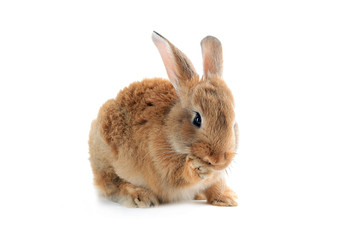 Little rabbit isolated on white