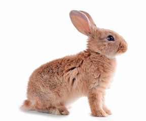 Little rabbit isolated on white