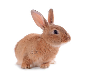 Little rabbit isolated on white