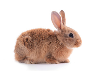 Little rabbit isolated on white