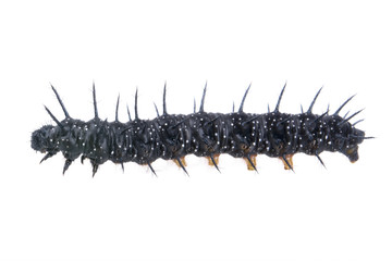 Black caterpillar with white spots on a white background