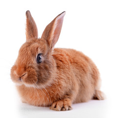 Little rabbit isolated on white