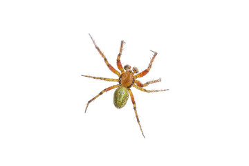 Rusty green spider on a white background