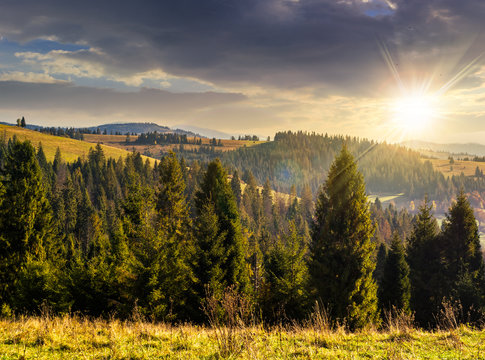 coniferous forest in  mountains at sunset