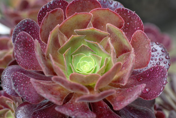 vetplant opent zich