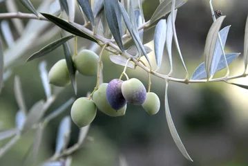 Fotobehang Olijfboom olijven aan de boom