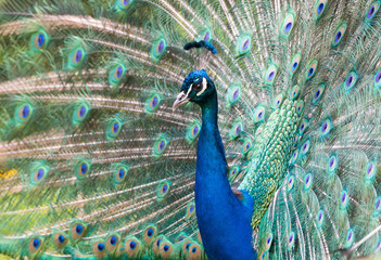 Obraz premium Peacock show-off