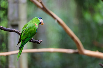 Parrot in bird park, Iguazu, Brazil