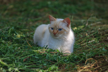 Cat resting on the grass/Cat resting on the grass