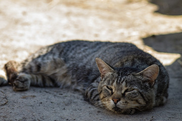 Gray cat half asleep/Gray cat half asleep