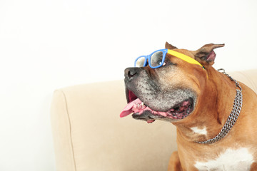 Cute dog in funny glasses sitting on sofa, on home interior background