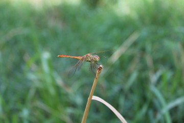 Dragonfly.
Detailed macro image of dragonfly on plant.