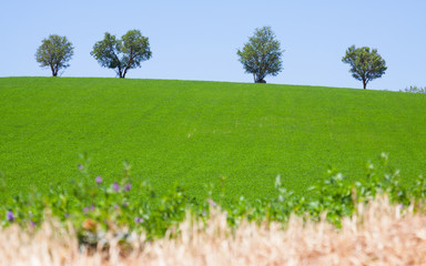 Hilly field with green grass