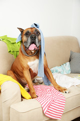 Dog in messy room, sitting on sofa, close-up