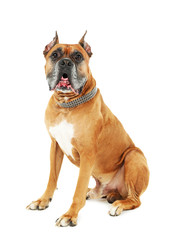 Cute dog isolated on white background