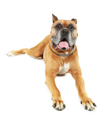 Cute dog isolated on white background