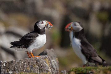 Obraz premium Puffin standing on a rock