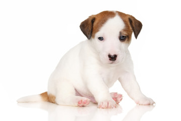 Jack Russell terrier puppy