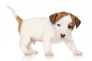 Fototapeta premium Jack Russell terrier puppy