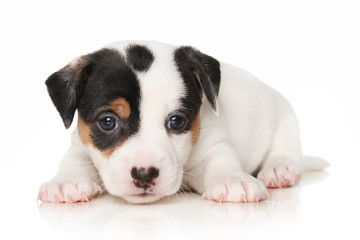 Jack Russell puppy