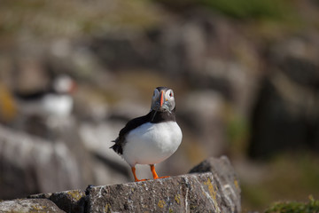 Puffin standing on a rock