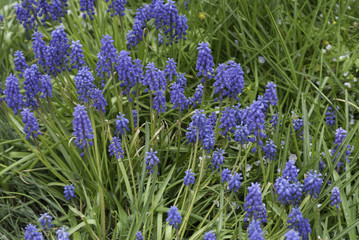 Fototapeta premium flowers and green grass