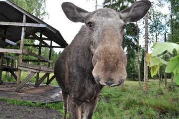 Neugierige Elchkuh nah an der Kamera