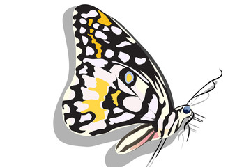 butterfly insect vector graphic
