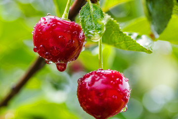 Two cherries with water drops