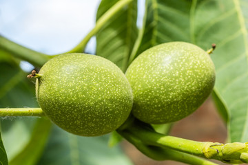 Two unripe green walnuts, macro
