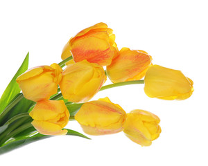 Beautiful bouquet of yellow tulips isolated on white