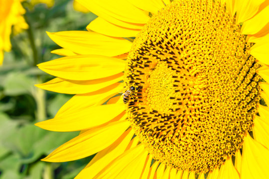 Bee on sunflower, close up