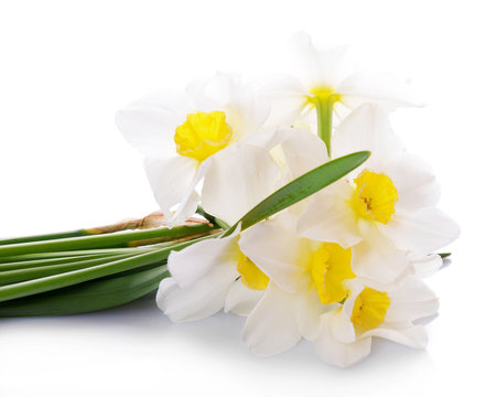 Beautiful bouquet of daffodils isolated on white