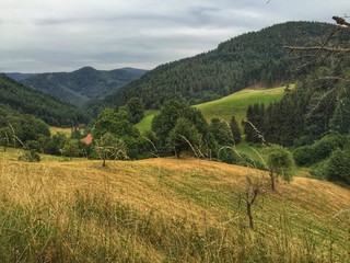 Black Forest view
