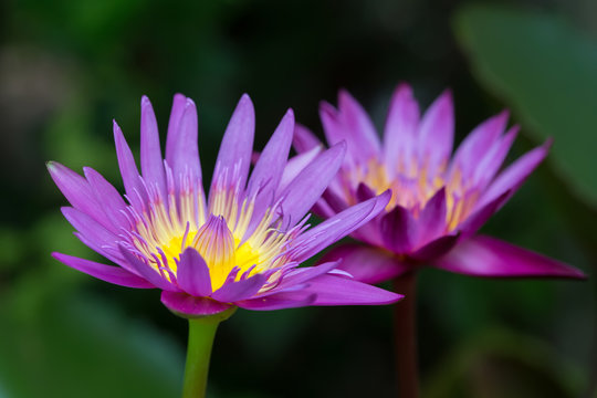 Fototapeta Colorful purple water lily