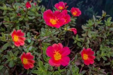 Flowers, common purslane