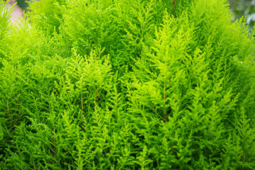 Green fern
