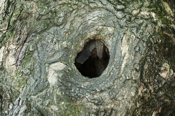 Tree hollow close-up