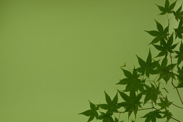 もみじの背景素材