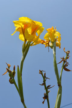 india short plant or canna lily