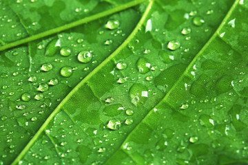 Beautiful green leaf with water drops close up