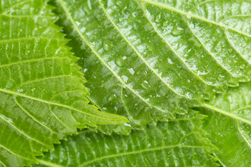 Beautiful green leaves with water drops close up