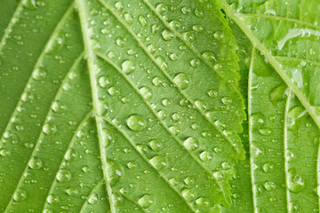 Fototapeta na wymiar Beautiful green leaves with water drops close up