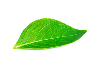 Fototapeta na wymiar Green leaf on white background