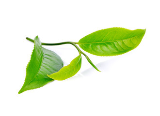 tea leaf isolated on white background - obrazy, fototapety, plakaty