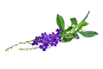 purple flowers isolated on a white background.