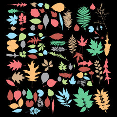 multicolor Autumn leaf silhouettes, seasonal