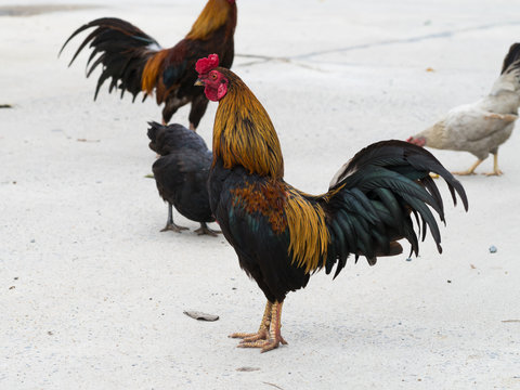 chicken bantam ,Rooster crowing