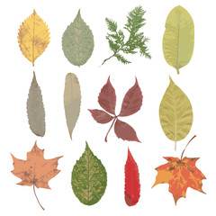 fall leaves set, autumn collection, vector